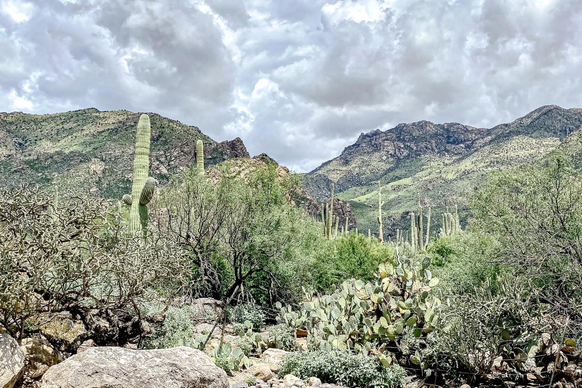 Canyon View توسن الغرفة الصورة